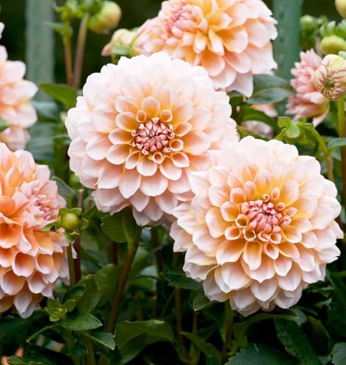 500+Perennial Dahlia Pompon Flower Seeds for Planting Outdoor-Dahlia Seeds Attracts Bees&Butterflies Non-GMO Heirloom