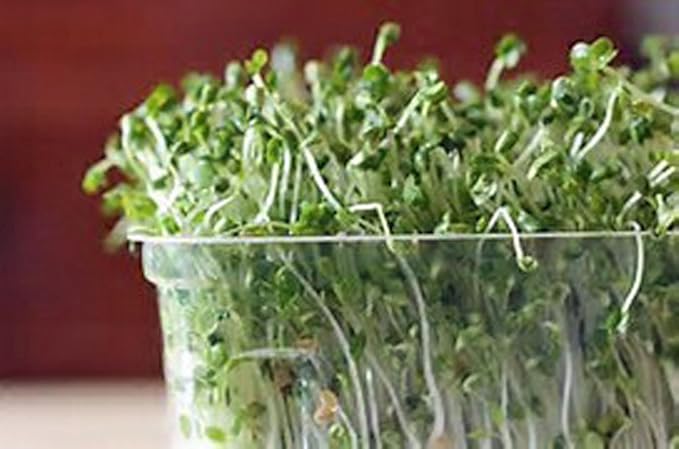 Non-GMO Broccoli Seeds for Sprouting Sprouts Microgreens (2 Ounces of Pure Seed). Country Creek LLC. Brand.