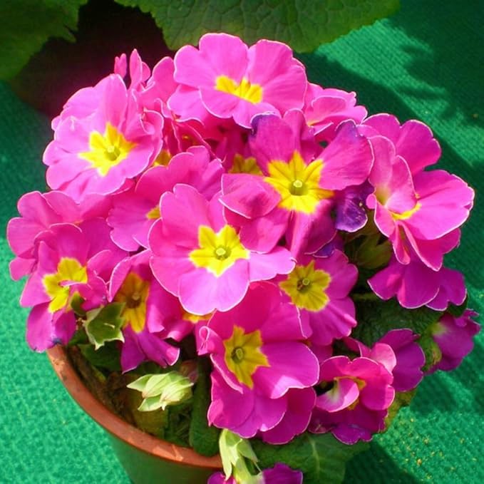 Primrose Flower Seeds (300pcs) – Colorful Perennial Blooms for Patio Pots, Rock Gardens & Bonsai Décor – Easy to Grow, Long-Lasting Spring Flowers Gift for Garden Lovers