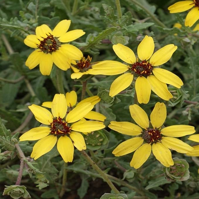 Outsidepride Chocolate Flower Scented Daisy Seeds for Planting – 50 Pcs. Perennial Wildflower Seeds, Low Maintenance, Highly Adaptable, Fragrant Flowers for Gardens