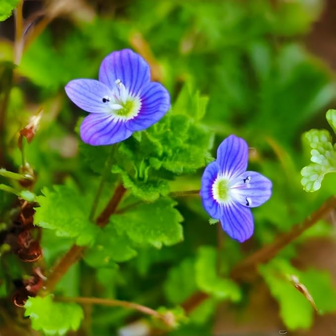 Speedwell Flower Seeds 500pcs – Easy-Grow Veronica Perennials – Drought-Tolerant, Pollinator-Friendly Blooms for Outdoor Planting & Landscaping