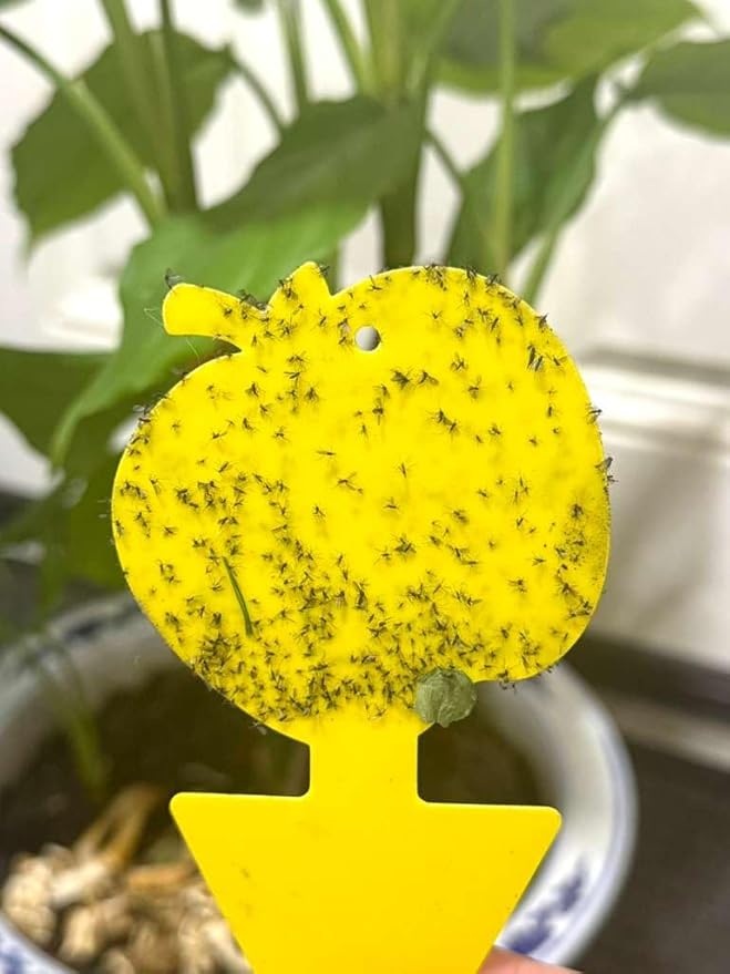 Fruit Fly Trap & Fungus Gnat Traps 40 Pack – Yellow Sticky Gnat Traps for House Indoor & Outdoor Plants, Non-Toxic and Odorless Insect Bug Catcher
