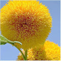 Teddy Bear Sunflower Seeds – 30+ Giant, Fluffy Blooms – Heirloom Flower Seeds for Outdoor Planting – Grows Up to 7’ Tall in Full Sun - Grown in the USA