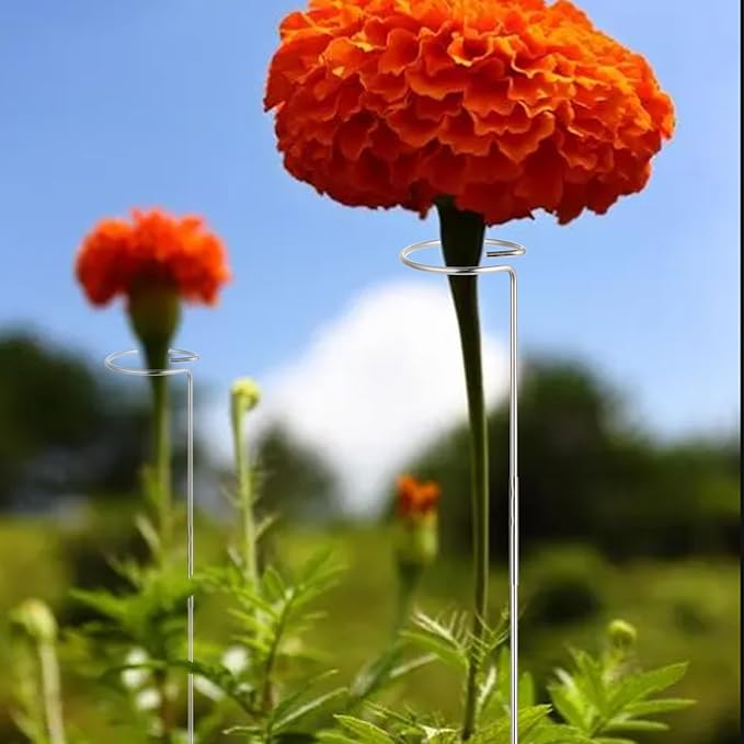 30 or 16 Inch Plant Stakes for Flowers - 10 Pcs, Stainless Steel Garden Tall Single Stem Support Stake Plant Cage Support Rings for Amaryllis Tomatoes Peony Lily Rose Narcissus (10, 1.6, Pounds)