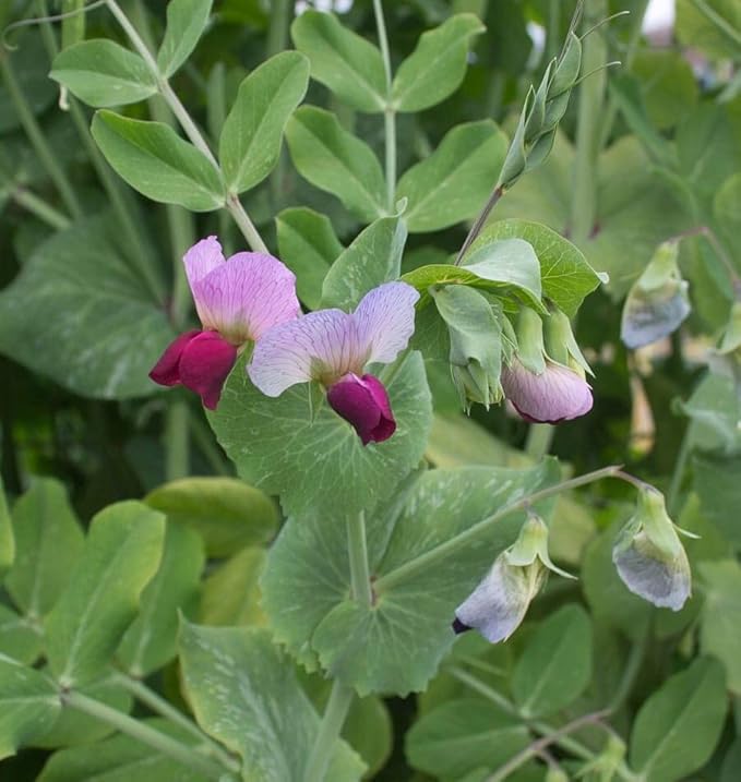 160 Sugar Grey Dwarf Snow Pea Seeds for Planting Heirloom Non GMO 1 Ounce of Seeds Garden Vegetable Bulk Survival