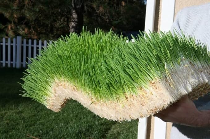 Complete Chicken Wheat Grass Fodder Grow Kit. 10x20 Grow Container, (3X) Jute Grow Medium Cloth and Wheatgrass Seeds. Harvest in 10 Days. Keto (One Pound Wheatgrass Seeds)
