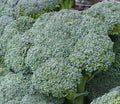 Ohio Heirloom Waltham Broccoli Seeds for Planting – Hearty Heirloom Packet with Instructions to Plant an Outdoor Home Vegetable Garden, 85% Germination, Grow Your Fresh Green Broccoli, (200+ Seeds)