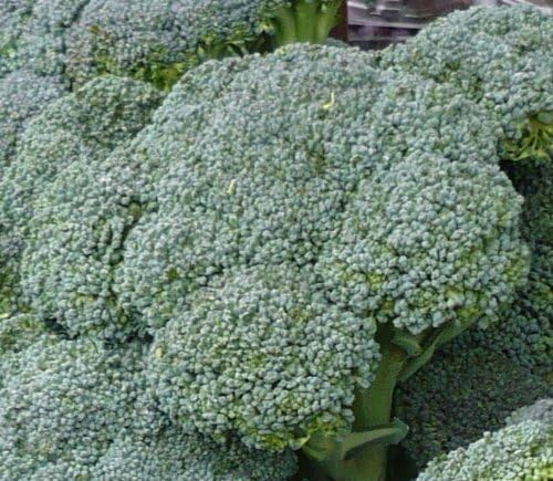 Ohio Heirloom Waltham Broccoli Seeds for Planting – Hearty Heirloom Packet with Instructions to Plant an Outdoor Home Vegetable Garden, 85% Germination, Grow Your Fresh Green Broccoli, (200+ Seeds)