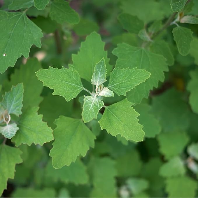 TP Seed Lambs Quarters Seed for Planting - Ideal for Medicinal Planting - Herb Gardens (Chenopodium Album) Goosefoot 1000 Seeds Lambsquarters