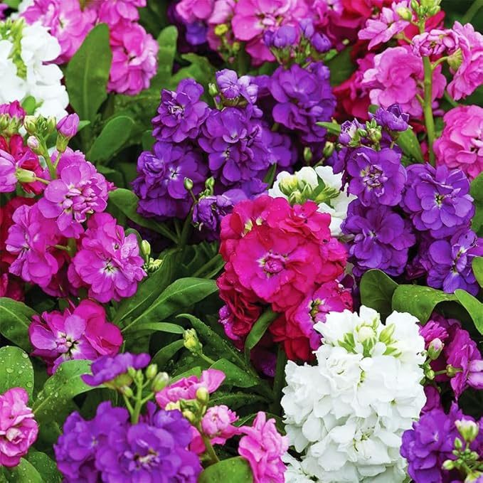 290+ Mix Matthiola Stock Flower Seed for Planting Outdoor-Mixed Matthiola Incana Flower Plant for Garden Home Non-GMO