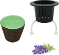 3 Inches Preseeded Herb Seeds Starter Plug, Mason Jar Pods Replacement (Lavender)