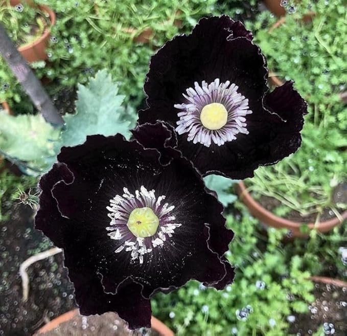 1010+ Perennial Mixed Poppy Flower Seeds for Planting Outdoors-Poppy Seeds Attracts Bees&Butterflies Fragrant Butterfly