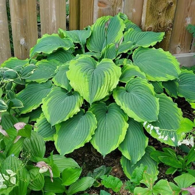 Mix Hosta Seeds-215Pcs Perennial Flower Seeds for Planting in Your Home Ganden