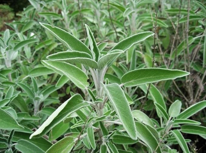 75 pcs Purple Sage Seeds for Planting Broad Leaved Herbs - Non-GMO Heirloom Culinary Perennial Garden Indoors or Outdoors