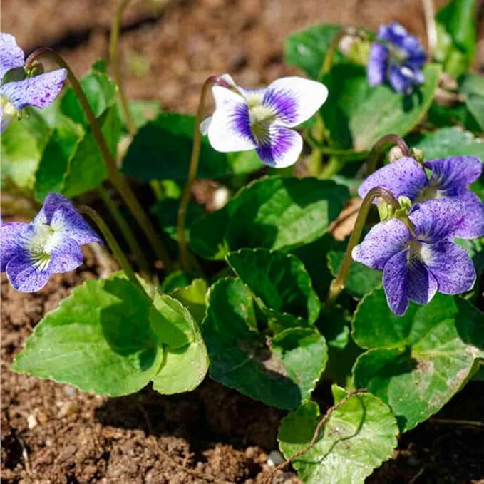 1000+ Viola Seeds -Sweet Violet Flower Seeds for Planting Outdoors,Perennial Viola Violets Flower Seed Non-GMO Fragrant Attract Butterflies & Open Pollinated for Home Garden