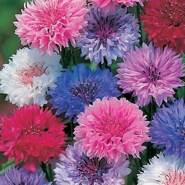 TomorrowSeeds - Cotton Candy Mix Tall Bachelor Button Seeds - 1000+ Count - for 2026 Planting Centaurea Multicolor Heirloom Tall Cornflower Flower Bouquet Edible Boutonniere Basket Corn Grow Your Own