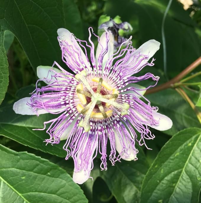50+Perennial Passiflora Caerulea Passion Flower Seeds for Planting Outdoor-Edible Fruit Plant Attract Butterflies and Bees