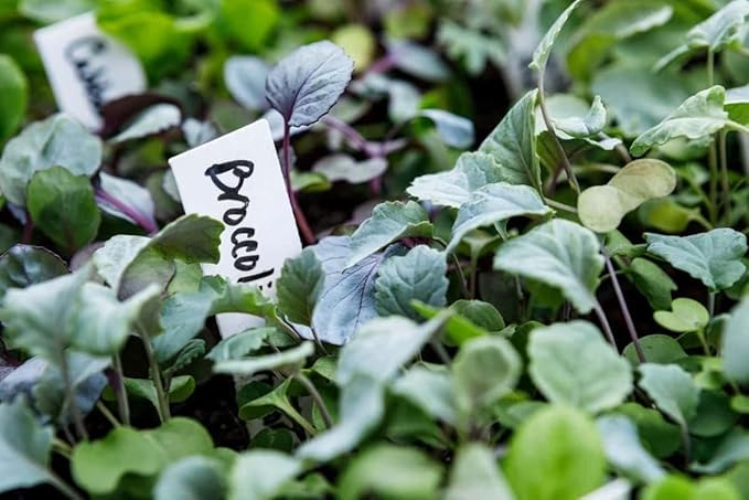 4 Inch Plastic Plant Labels for Seedlings, Flexible Waterproof Plant Tags, Vegetable Gardening Stake Tags for Potted Plants and Outdoor Garden, White, 1000 Pcs
