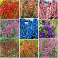 45Pcs Perennial Mix Hummingbird Mint Seeds for Planting- Attracts Hummingbirds and Butterflies