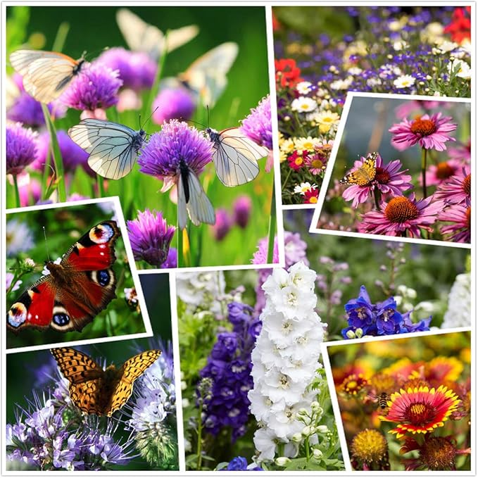 Wildflower Seeds, Perennial Annual Wild Flower Seeds Mixed for Planting (2 Ounces 50000+ Seeds)
