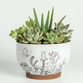 Succulent Pots Terracotta, 6 Inch Plant Pot for Plants with Drainage Hole, Ceramic Planter Mushroom Pattern, Round Flower Pots for Indoor Outdoor Herb Orchid Snake Plants - 1 Pack
