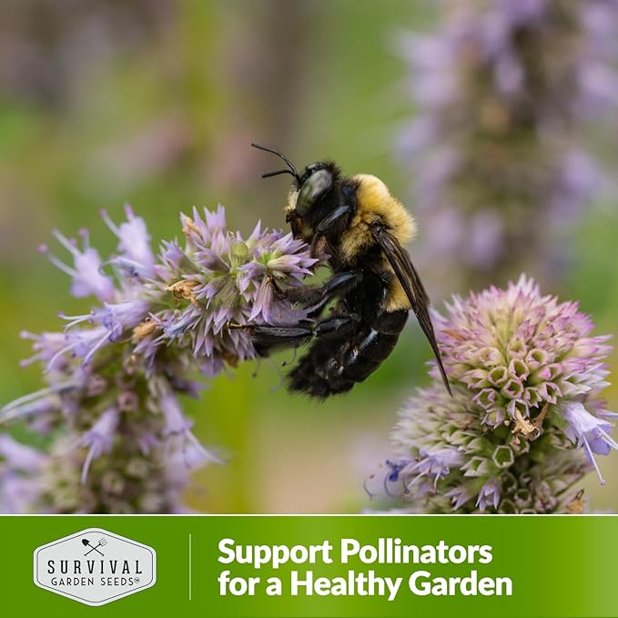 Survival Garden Seeds - Hyssop Seed for Planting - 2 Packets with Instructions to Plant and Grow Hyssopus Officinalis in Your Home Herb Garden - Non-GMO Heirloom Hummingbird Mint