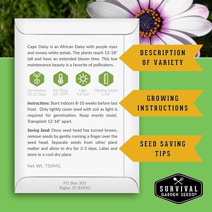 Cape Daisy Seeds for Planting - Osteospermum Ecklonis - White Petals with Purple Eyes, Long Blooming Annual to Tender Perennial Flower Variety - Survival Garden Seeds (2 Packs)