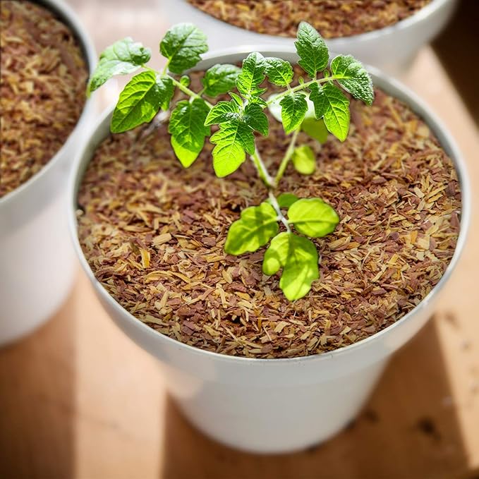 100% Natural Cedar Chips | Mulch | Great for Outdoors or Indoor Potted Plants | Dog Bedding | Pleasant Earthy Smell 8 Quarts