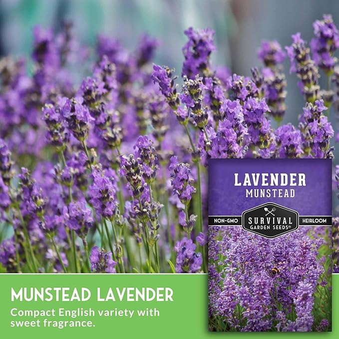 Munstead English Lavender Seeds for Planting – Compact Dwarf Hardy Perennial Herb for Indoor or Outdoor Gardens, Culinary & Fragrant Pollinator Flower - Survival Garden Seeds (1 Pack)