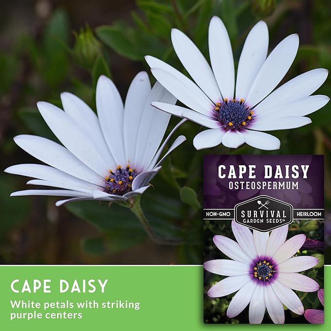 Cape Daisy Seeds for Planting - Osteospermum Ecklonis - White Petals with Purple Eyes, Long Blooming Annual to Tender Perennial Flower Variety - Survival Garden Seeds (3 Packs)