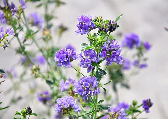 Food to Live Alfalfa Seeds for Sprouting, 1 Pound – Edible Seeds, Pure, Vegan, Kosher, Bulk. Rich in Vitamin K & C. High Germitation Rate. Grow Sprouts, and Microgreens for Salad, Sandwiches, Rolls.