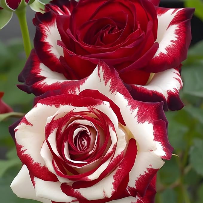 Rare Twin Red White Rose Seeds for Planting, 100+pcs Rare Red White Rose Flower Seeds Plants,Non-GMO Heirloom Home Garden Ground Cover Beauty Flowers for Outdoors Indoors