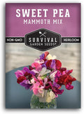 Mammoth Mix Sweet Pea Seeds for Planting – Heirloom Sweet Pea Variety with Giant Fragrant Flowers on Tall Climbing Vines for Trellises and Fences – Survival Garden Seeds (1 Pack)