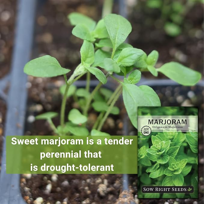 Sow Right Seeds - Marjoram Seeds for Plantin - Non-GMO Heirloom Packet with Instructions to Grow A Beautiful Herb Garden - Plant Indoors and Outdoors - Savory Culinary Herb in The Kitchen (3)