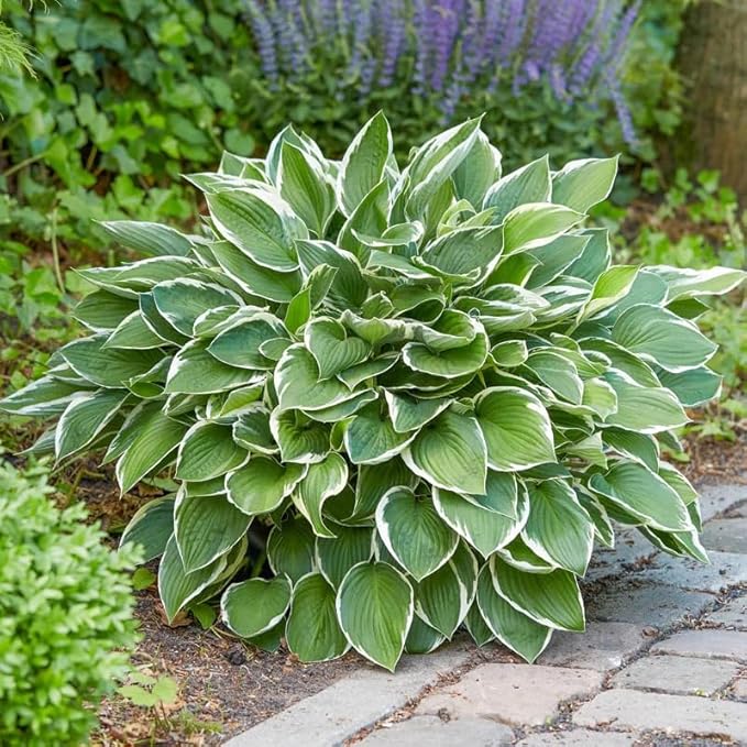 200+ Seeds Perennial Hosta Flower Seed for Planting Outdoors Garden Beauties