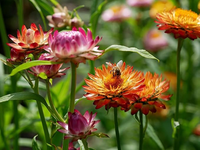 50 Slightly Assorted Flower Seeds! – Great for Bees, Birds, and Butterflies! – Includes 10+ Varieties of USA Grown & Non-GMO Seeds! – May Include Forget-Me-Nots, Marigolds, Wildflowers, and More