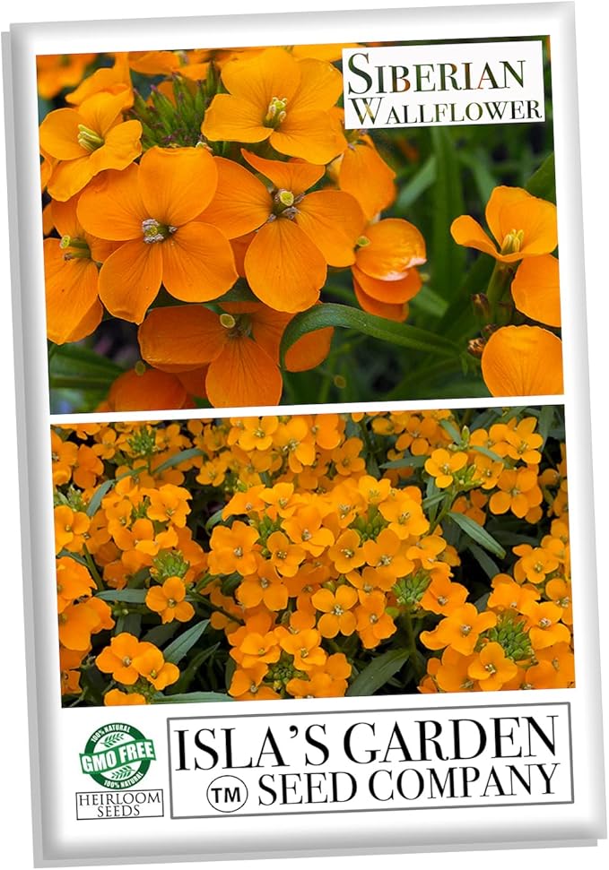 Siberian Wallflower Seeds (Cheiranthus allionii) –400+ Heirloom Non-GMO Seeds by Isla’s Garden Seeds, Bright Orange Blooms, Easy to Grow, Attracts Pollinators, Perfect for Borders & Wildflower Gardens
