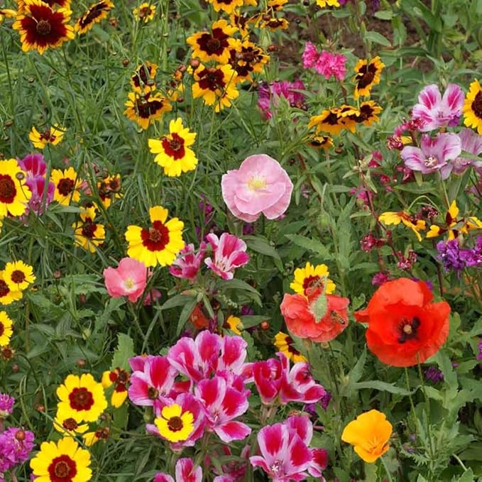 Outsidepride Pollinator Wildflower Seed Mix - 5 lbs Flower Seeds for Attracting Pollinators, Ideal for All States, Enhances Garden Biodiversity, Supports Bees, Butterflies & Beneficial Insects