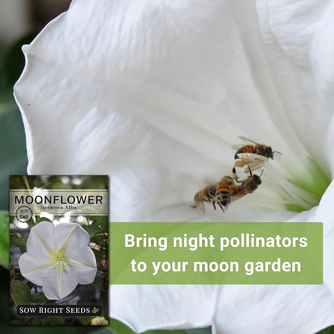 Sow Right Seeds - Moonflower (Ipomoea alba) Flower Seeds for Planting - Non-GMO Heirloom Flowers to Grow in Your Home Garden - Vining Plant for Beautiful Evening Blooms - Wonderful Gift (1)