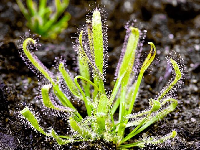 Doter Carnivorous Plant Soil Mix for Repotting 4 QT, All Natural Ingredients Great for Venus, Sundews, and Pitcher Plants