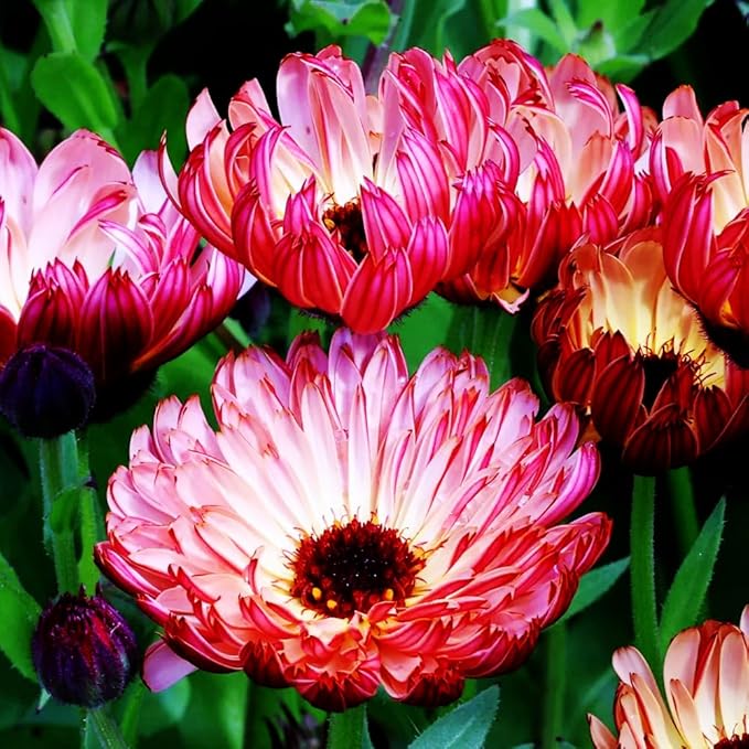 1000 PCS Marigold Seeds for Planting-Non-GMO Heirloom African Marigold Seeds- Heat & Drought Flower Seed Blooms Home Garden Flower to Plant Open Pollinated Annual Flowers