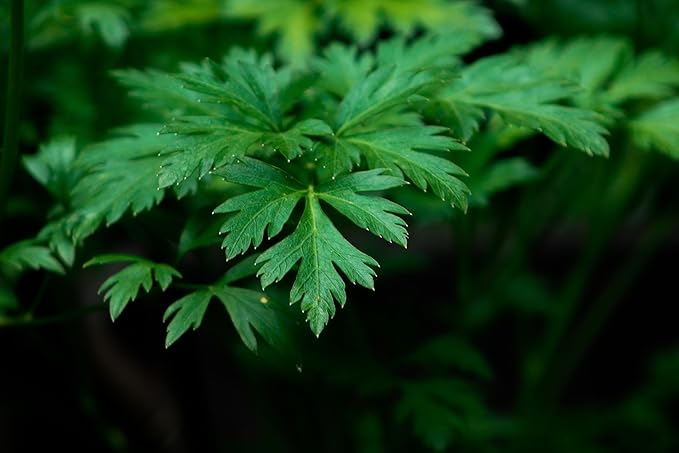 TKE Farms & Gardens - Italian Flat Leaf Parsley Seeds for Planting, 600+ Heirloom Non-GMO Seeds, Perfect for Indoor and Outdoor Gardens, Petroselinum crispum, Qty 1