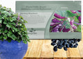 Outsidepride Red Lablab Hyacinth Bean Vine Seeds - 200 Pcs Perennial, Fast Growing Vegetable Seeds for Planting with Fragrant Foliage for Garden & Edible Flower and Pods for Culinary Uses