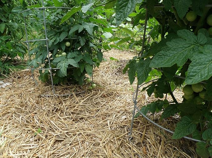 Premium 100% Natural Straw for Animal Bedding, Garden Mulch, Compost & Fertilizer, and Grass Cover (4 lbs)