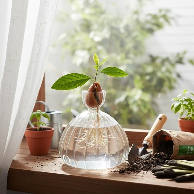 Avocado Seed Sprout Starter Vase Planter Pot, Avocado Tree Growing Vase Glass Container, Clear Striped Glass Propagation Jars for Hydroponics Plants Home Office Decoration