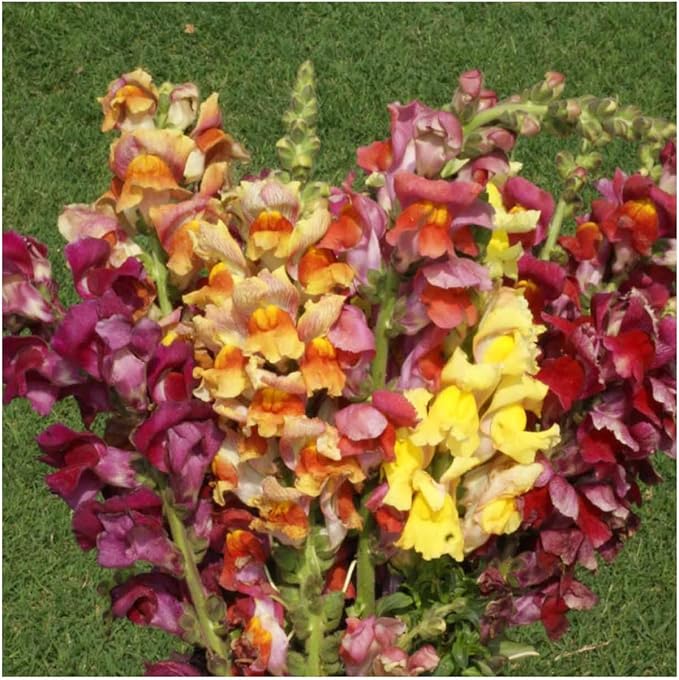 Seed Needs, Mixed Tetra Snapdragon Seeds - 1,000 Heirloom Seeds for Planting Antirrhinum majus - Annual Flowers to Attract Butterflies, Bumblebees, Honeybees & Other Pollinators (2 Packs)