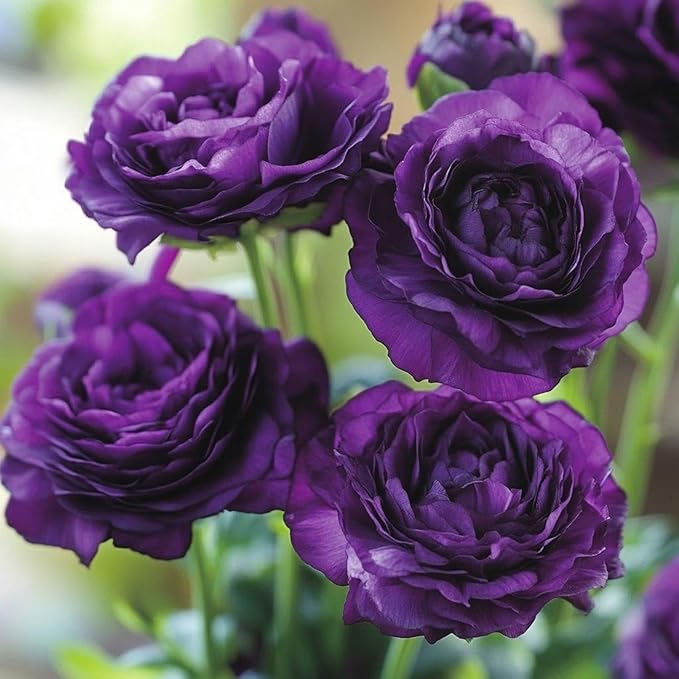 300+Mixed Lisianthus Flower Seeds for Planting Outdoor-Perennial Eustoma Cut Flower Plant Garden Home Ornamental Non-GMO
