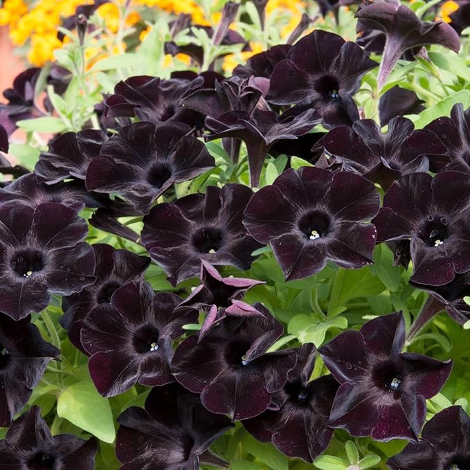250+ Mixed Petunia Hybrida Flower Seed for Planting Outdoor Non GMO