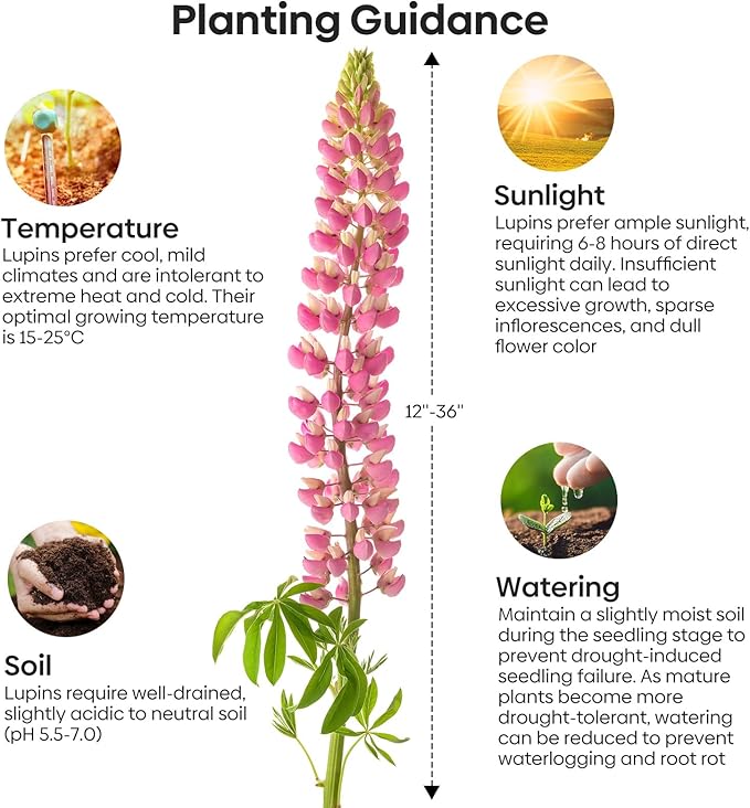 Groundio Russell Lupine Seeds, Lupinus Polyphyllus 36-48 Inch Tall Mix Color Flower, Red, White, Pink, Purple Perfect for Garden, Non-GMO, Heirloom, Open Pollinated, USDA Zone 3-9