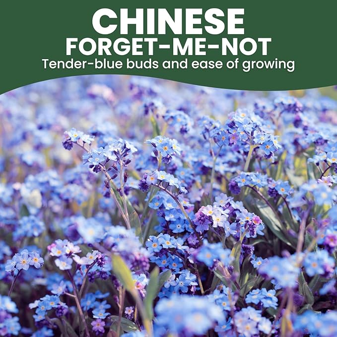 Chinese Forget Me Not – 18,000 Seeds for Planting – 2026 Season – 4 Ounces